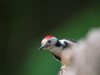 Middle Spotted Wodpecker