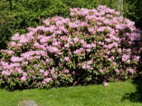 Rododendron 1505 003