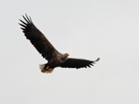 White tailed Eagle Havorn